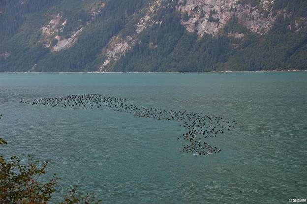 Alaska
