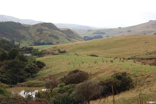 Neuseeland