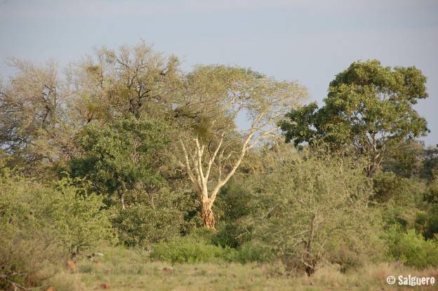 Südafrika