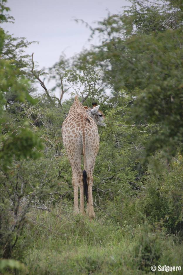 Südafrika
