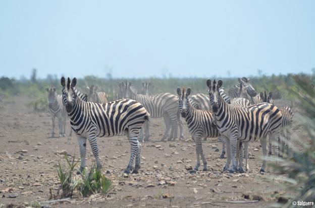 Südafrika