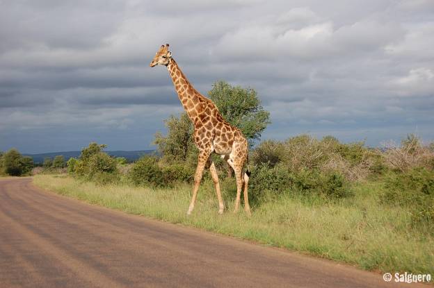 Südafrika