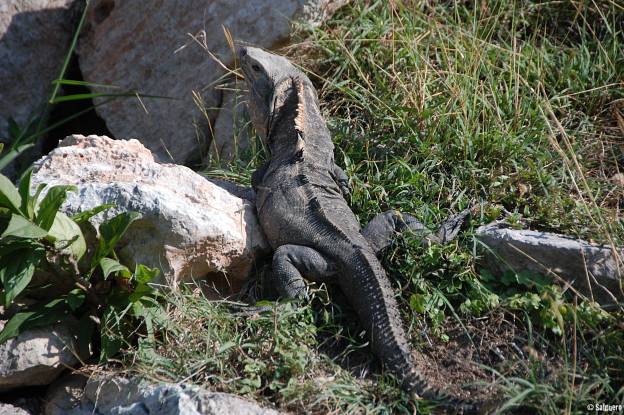 Mexiko