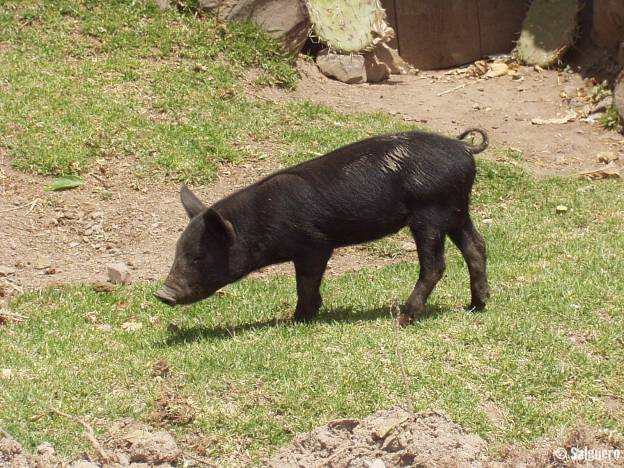 Peru