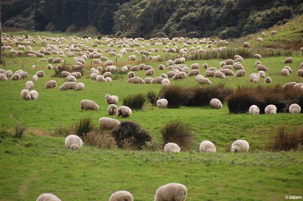 Neuseeland