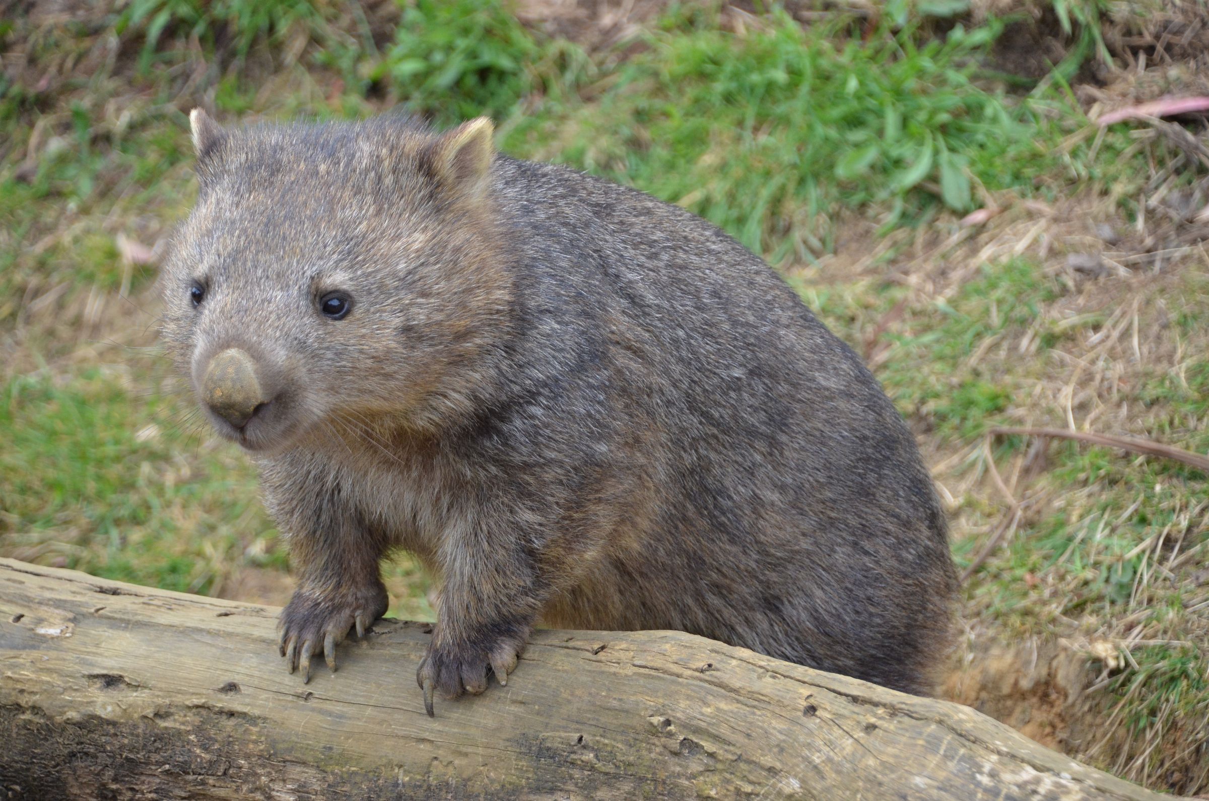 2017 Südaustralien & Tasmanien & Singapore