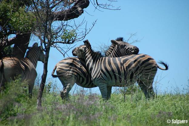 Südafrika