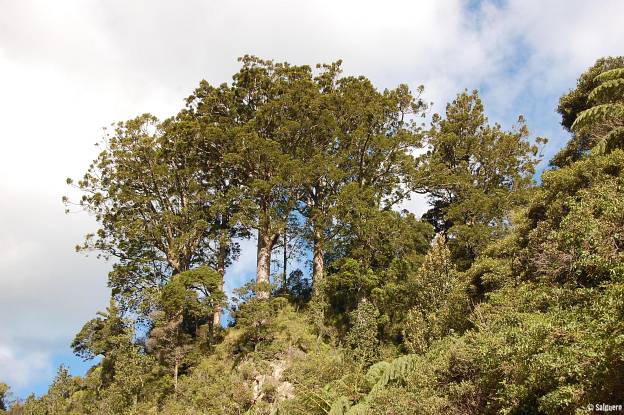 Neuseeland