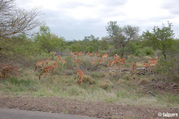Südafrika