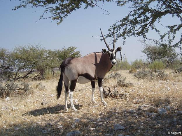 Namibia