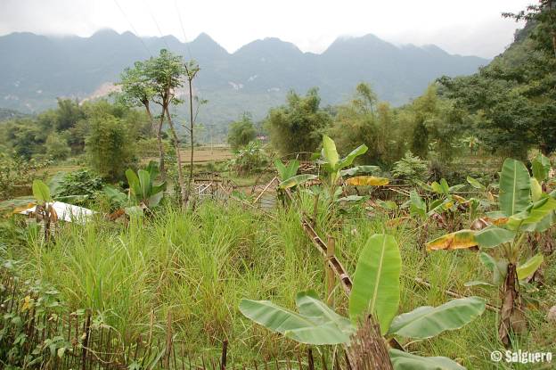 Vietnam