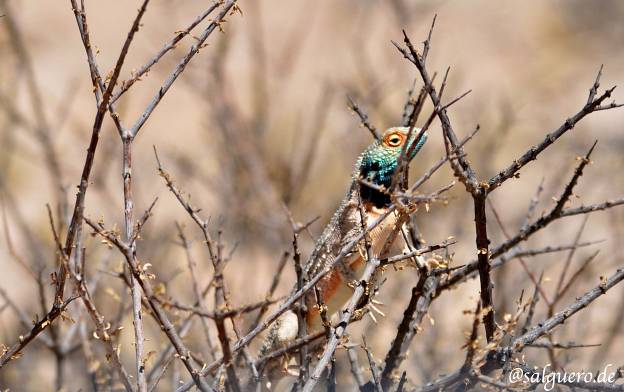 Botswana