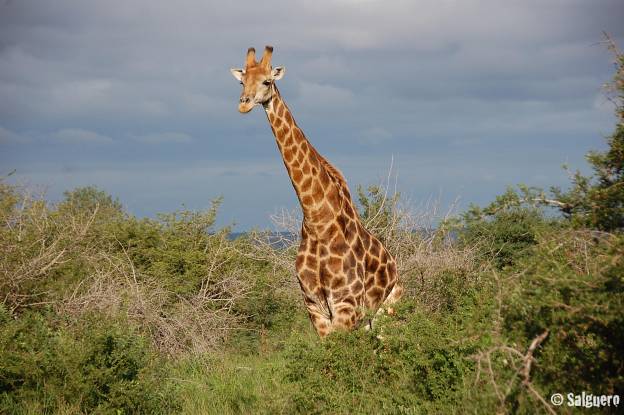 Südafrika