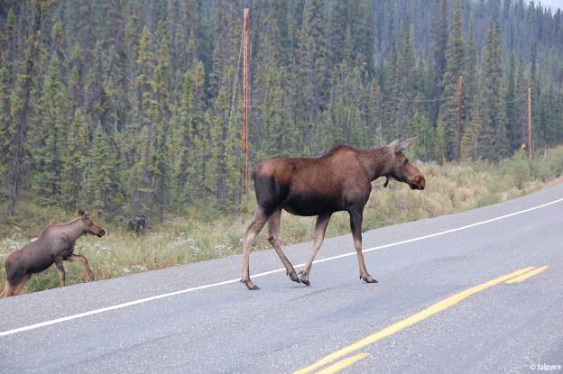 Alaska