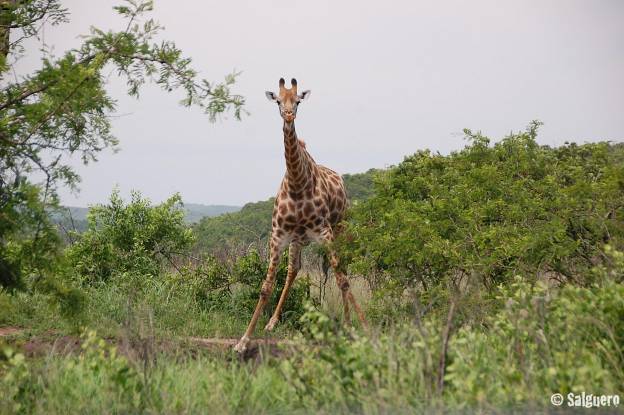 Südafrika