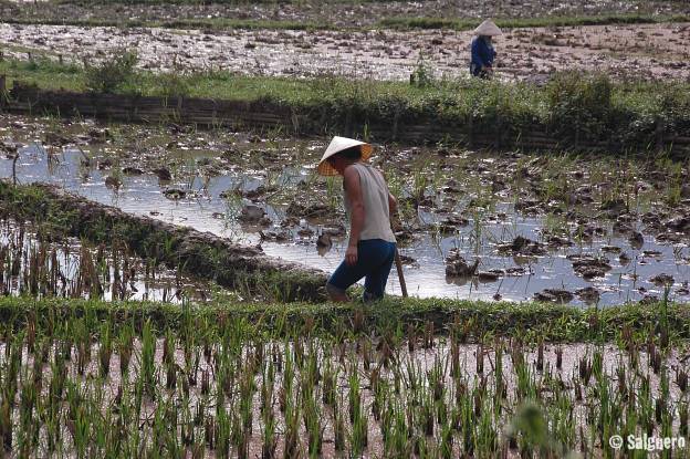 Vietnam