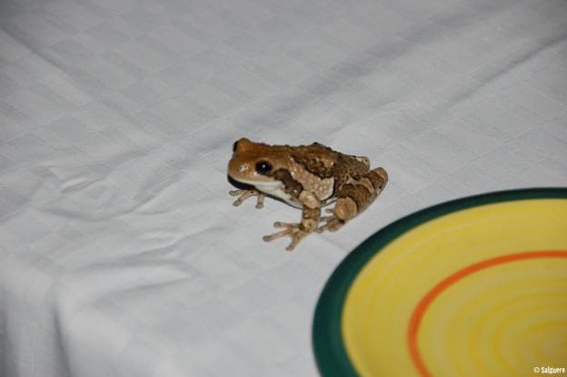 Mexiko