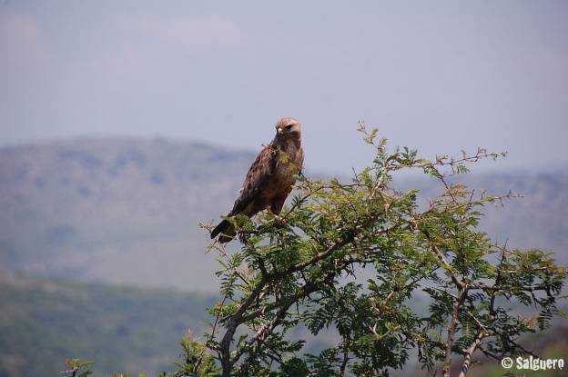 Südafrika