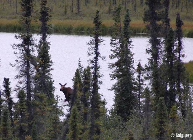 Yukon