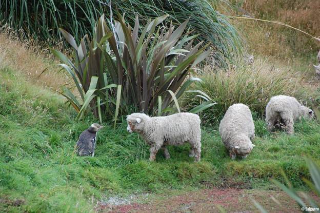 Neuseeland