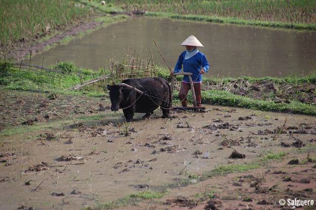 Vietnam