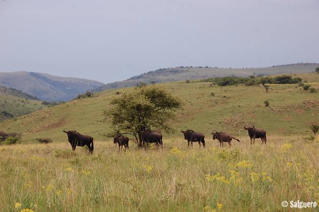 Südafrika