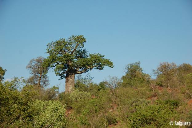 Südafrika