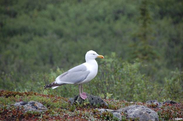 Alaska