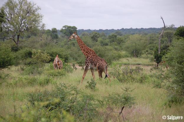 Südafrika