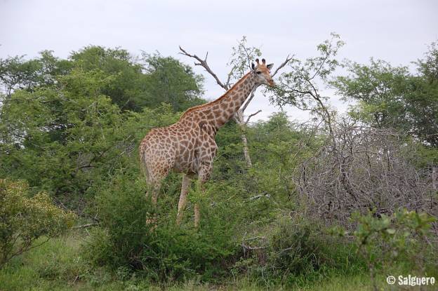 Südafrika