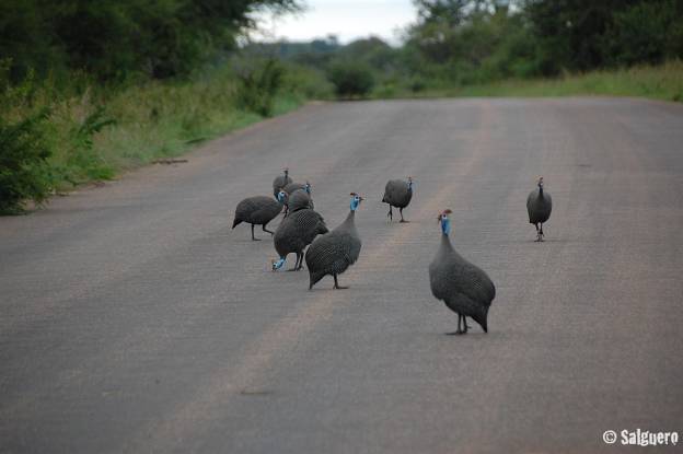 Südafrika