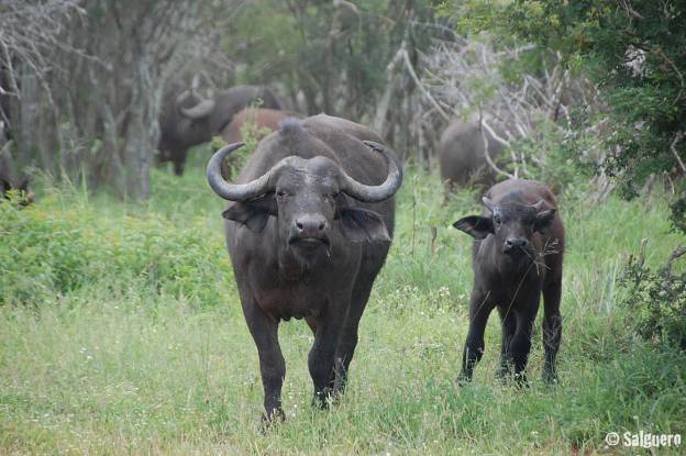 Südafrika