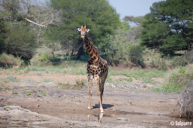 Südafrika