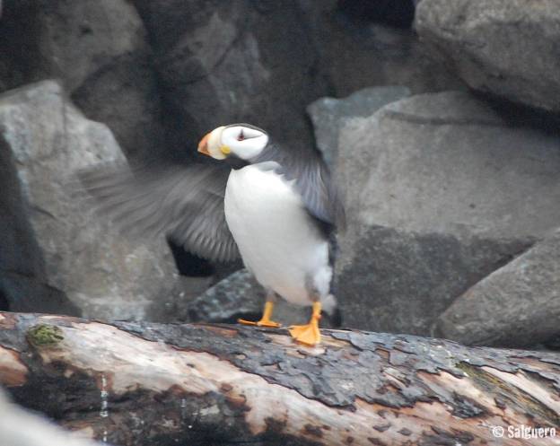 Alaska