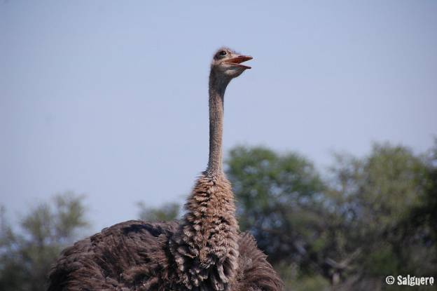 Südafrika
