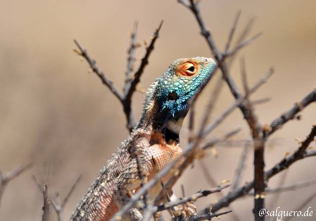 Botswana