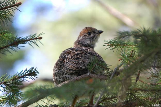 Alaska