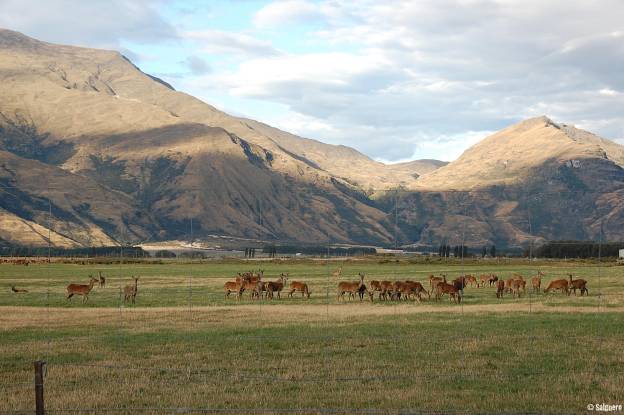 Neuseeland