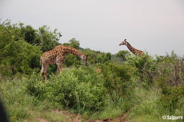 Südafrika