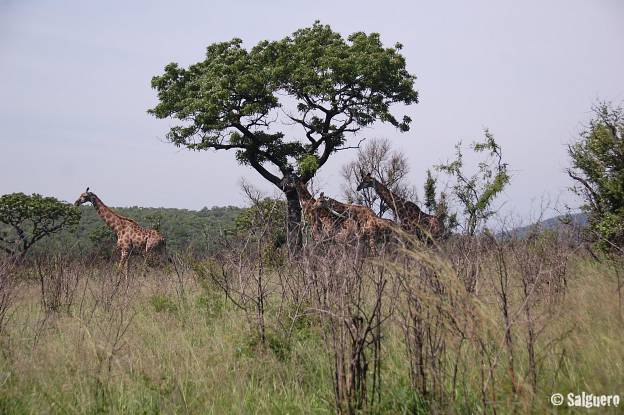 Südafrika